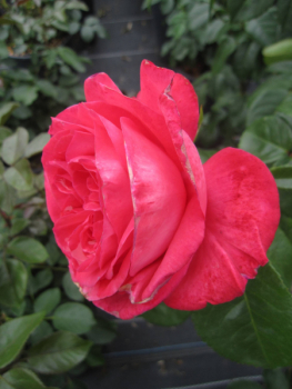 Preview: Hochstammrose Cherry Lady 2